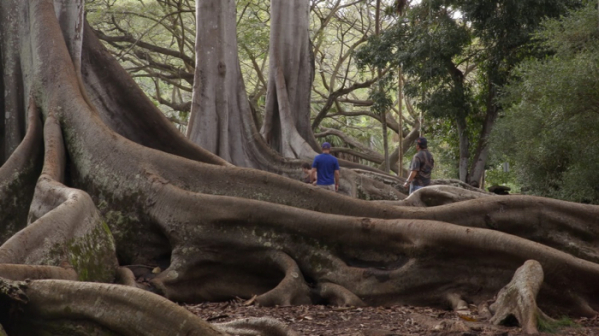 ▲'걸어서 세계속으로' 하와이 카우아이(사진제공=KBS 1TV)