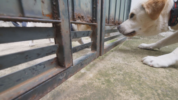 ▲'TV동물농장' 리트리버 ‘덕고’(사진제공=SBS)