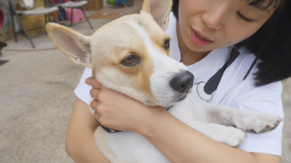 ▲'TV동물농장' 웰시코기 ‘달봉이’(사진제공=SBS)