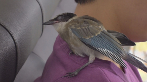 ▲'TV동물농장' 물까치(사진제공=SBS)