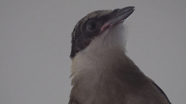 ▲'TV동물농장' 물까치(사진제공=SBS)