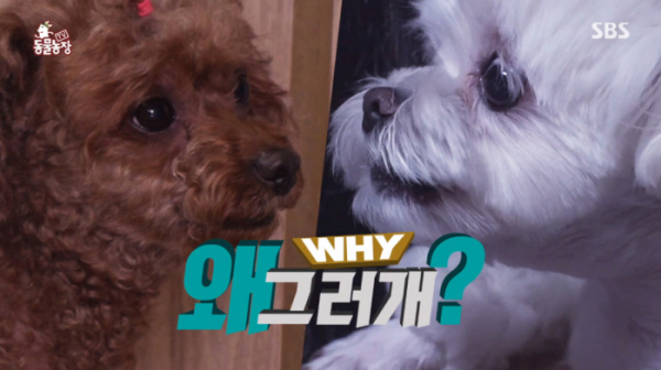 ▲'동물농장'(사진제공=SBS)