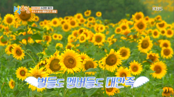 ▲삼척 해바라기꽃밭(사진=KBS2 '1박 2일 시즌4' 방송화면 캡처)