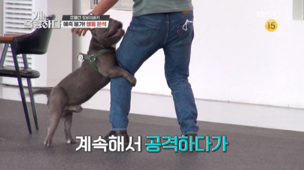 ▲아메리칸 불리의 강아지 마운팅 시도 (사진=KBS2 '개는 훌륭하다' 방송화면 캡처)