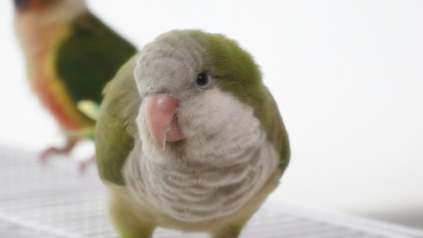 ▲'TV동물농장' 앵무새 '퀘돌이' (사진제공=SBS)