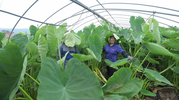 ▲EBS'한국기행' 곡성 기록도 토란(사진제공=EBS1)