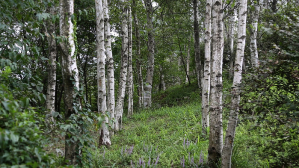 ▲EBS'한국기행' 횡성 자작나무 숲(사진제공=EBS1)