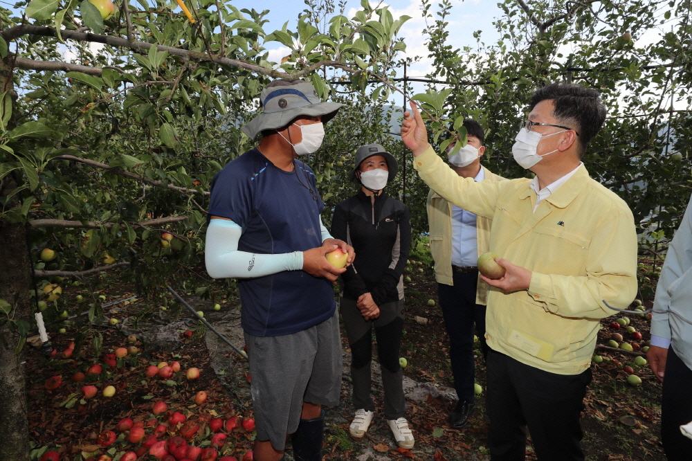 ▲김현수 농림축산식품부 장관이 3일 경남 밀양 사과 낙과 농가를 찾아 9호 태풍 '마이삭' 피해상황을 점검하고 있다. (사진제공=농림축산식품부)