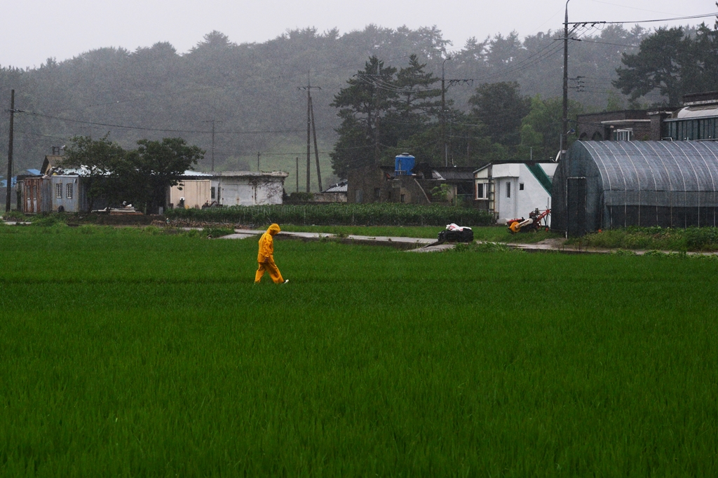 ▲경남 남해군 이동면 한 들녘에서 우비를 입은 농부가 논두렁을 걸어가고 있다. (연합뉴스)