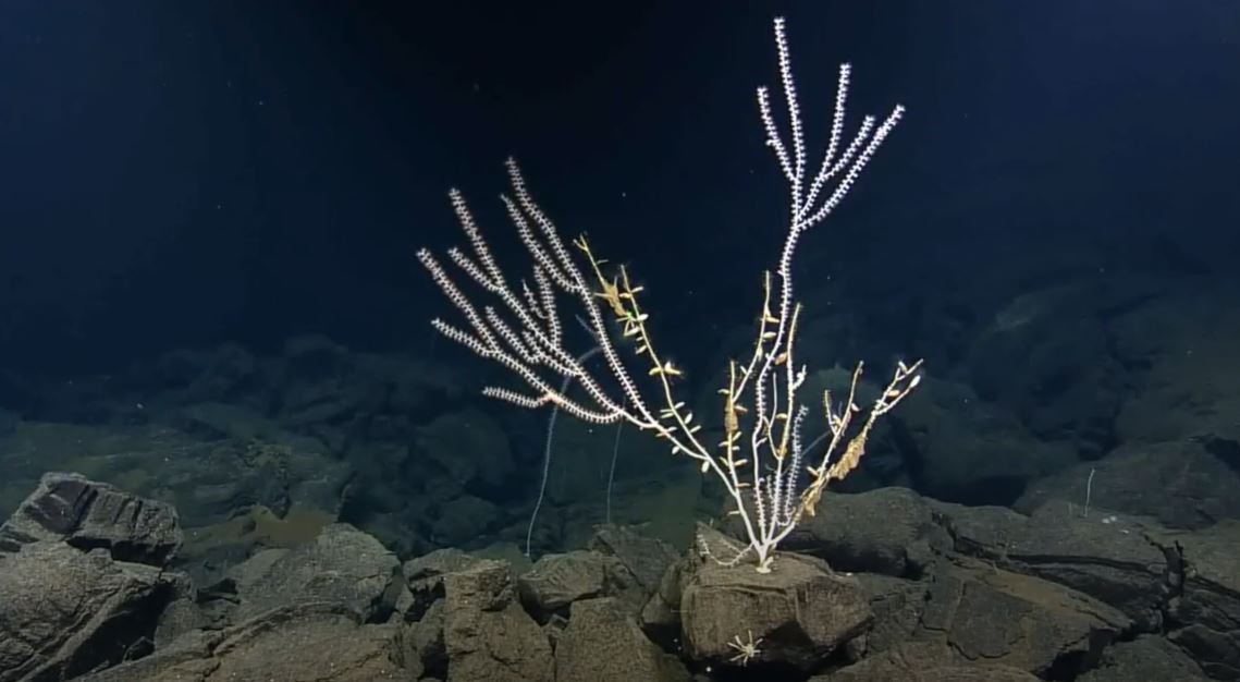 ▲2016년 한국해양과학기술원의 북피지분지 심해 생태계 조사 당시 심해 사진. (한국해양과학기술원)