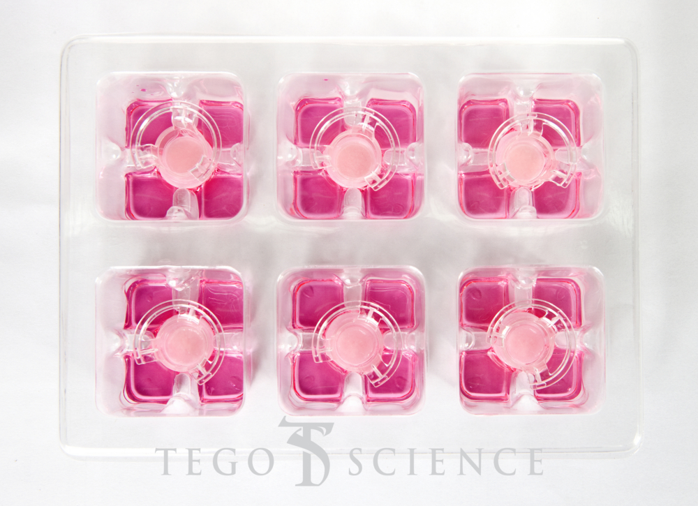 ▲테고사이언스의 삼차원 배양피부모델 '네오덤' (사진제공=테고사이언스)