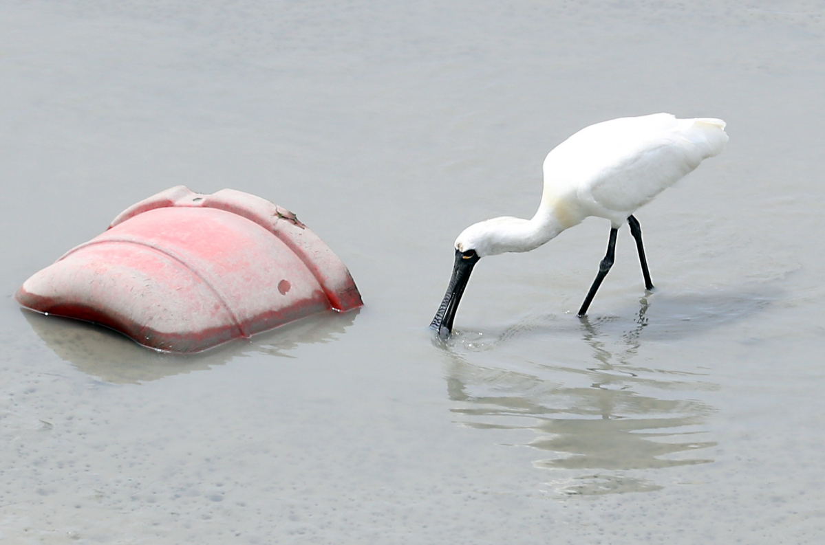 ▲인천시 연수구 송도 갯벌에서 멸종위기 야생생물 I급 저어새가 플라스틱 해양쓰레기 옆에서 먹이 활동을 하고 있다. (뉴시스)