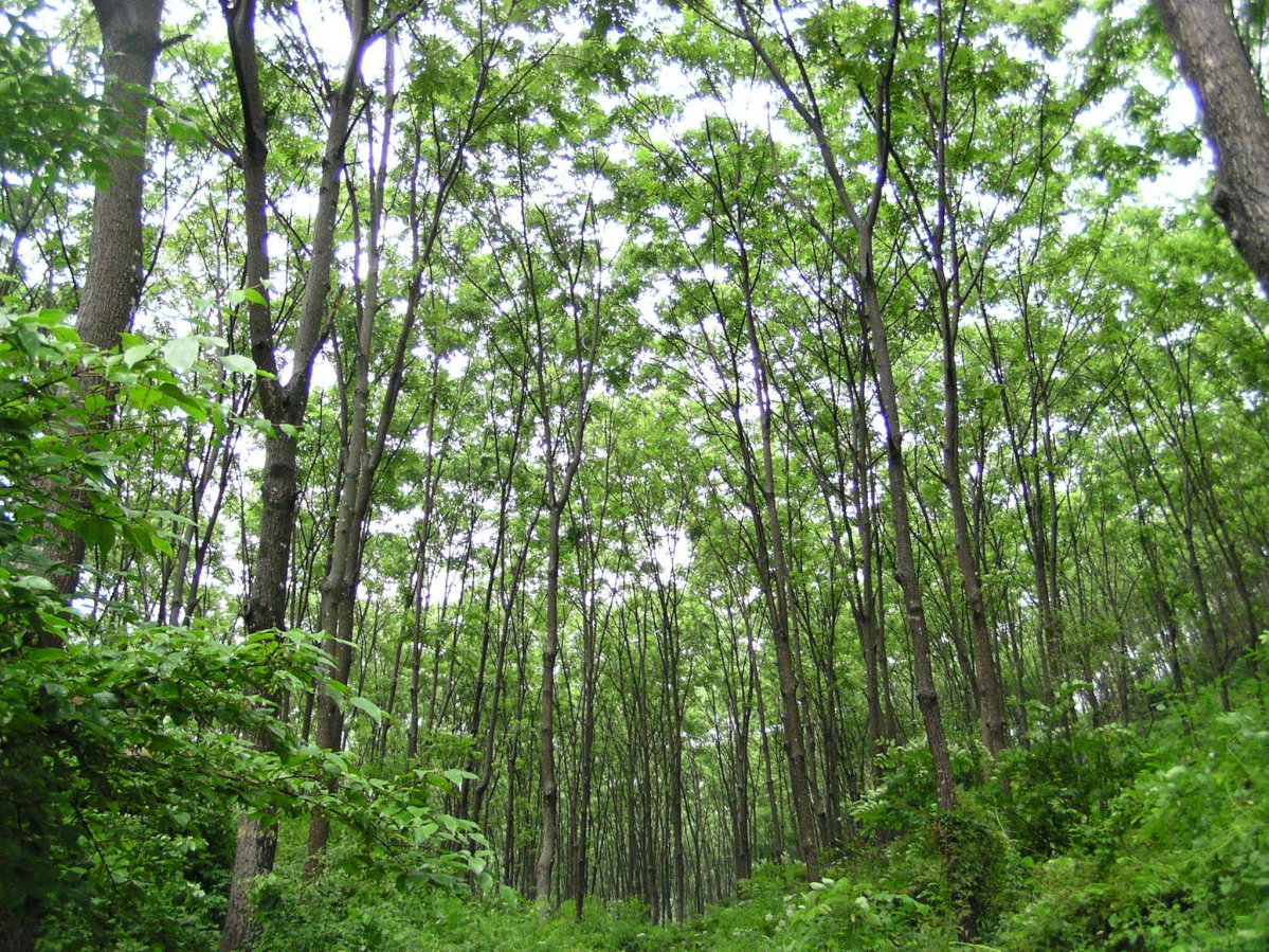 ▲SK임업이 소유한 충주가래나무숲 (사진제공=SK임업)