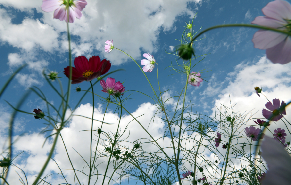 ▲가을하늘 코스모스 (연합뉴스)