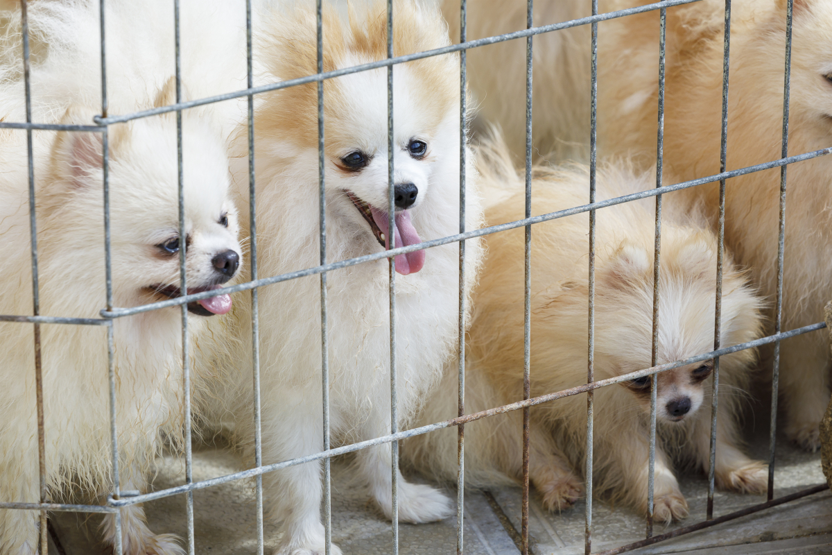 ▲유실·유기동물은 2016년 9만 마리에서 2017년 10만3000마리, 2018년 12만1000마리, 그리고 지난해 13만6000마리로 꾸준히 증가하고 있다. (게티이미지뱅크)