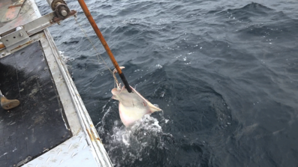 ▲EBS'극한직업' 흑산도 홍어(사진제공=EBS1)