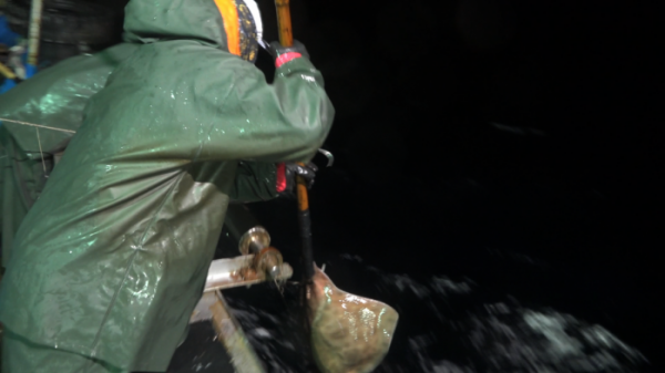 ▲EBS'극한직업' 흑산도 홍어(사진제공=EBS1)