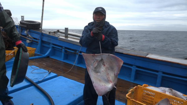 ▲EBS'극한직업' 흑산도 홍어(사진제공=EBS1)