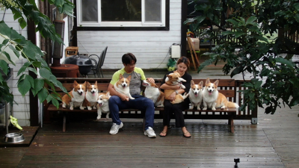 ▲EBS'한국기행' 웰시코기(사진제공=EBS1)