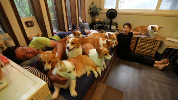 ▲EBS'한국기행' 웰시코기(사진제공=EBS1)