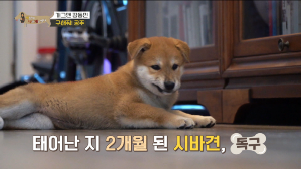 ▲'세상에 나쁜 개는 없다' 시바견(사진제공=EBS1)