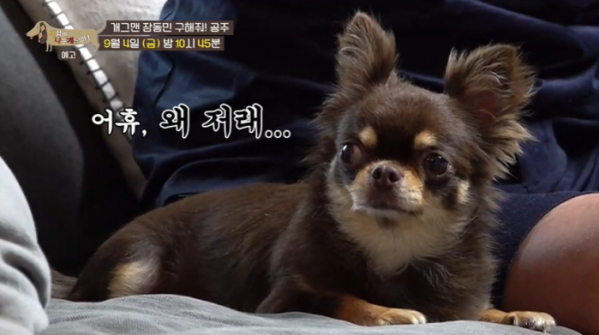 ▲'세상에 나쁜 개는 없다' 장모 치와와 공주(사진제공=EBS1)