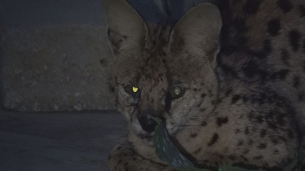 ▲'TV 동물농장' 서벌(사진제공=SBS)