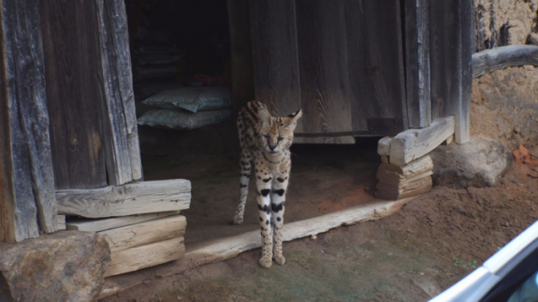 ▲'TV 동물농장' 서벌(사진제공=SBS)