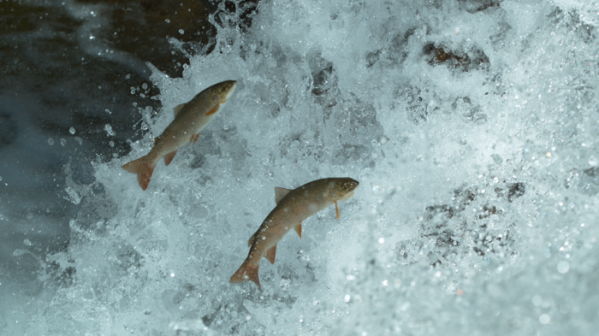 ▲‘와일드맵2’ 열목어(사진제공=KBS 1TV)