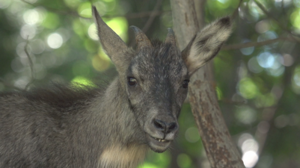 ▲‘와일드맵2’ 산양(사진제공=KBS 1TV)