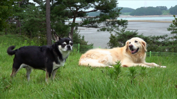 ▲'세상에 나쁜 개는 없다'(사진제공=EBS1)