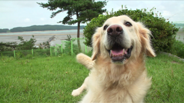 ▲'세상에 나쁜 개는 없다'(사진제공=EBS1)