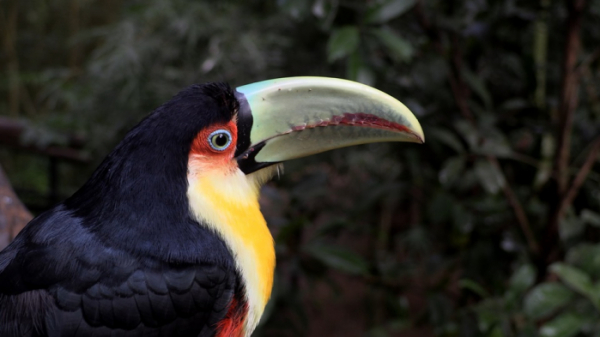 ▲'걸어서 세계속으로' 아르헨티나(사진제공=KBS 1TV)