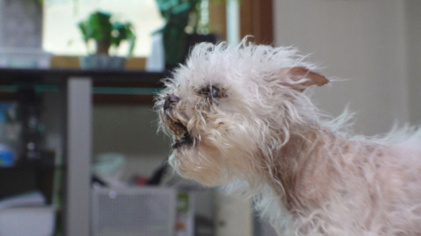 ▲'TV동물농장' 새롬이(사진제공=SBS)