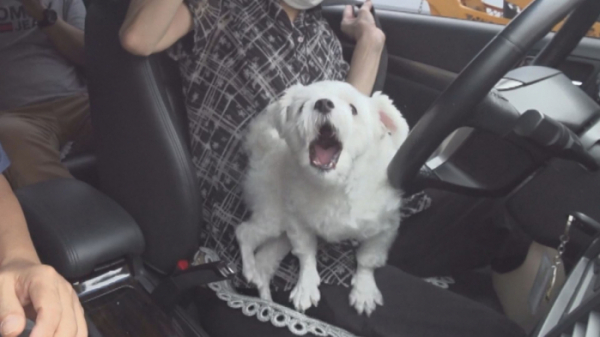 ▲'TV동물농장'(사진제공=SBS)