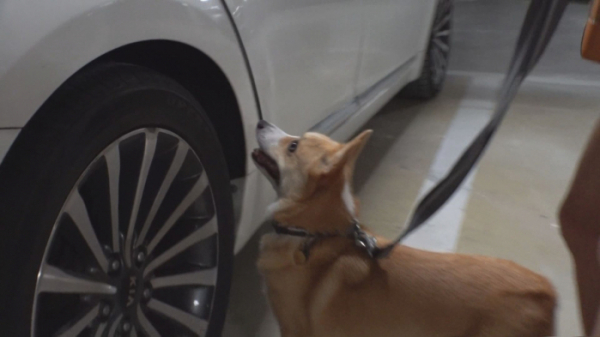 ▲'TV동물농장'(사진제공=SBS)