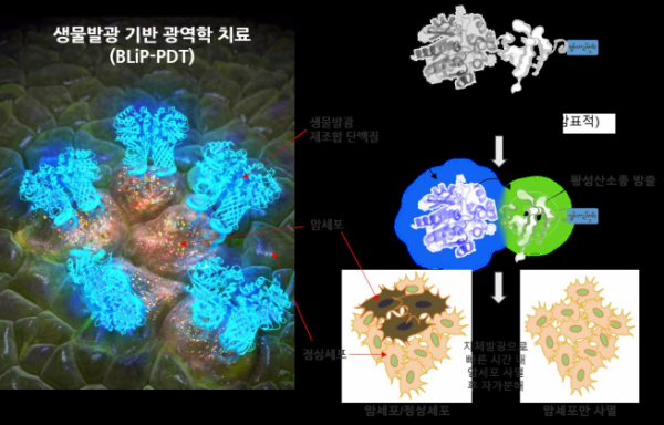 ▲생물발광현상을 이용한 암세포의 광역학적 치료법 모식도 (한국기초과학지원연구원 제공)