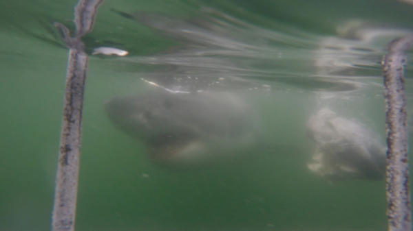 ▲'걸어서 세계속으로' 모셀베이 상어(사진제공=KBS 1TV)