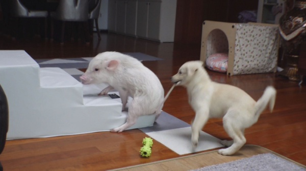 ▲'TV 동물농장' 천재 돼지 복남이(사진제공=SBS)