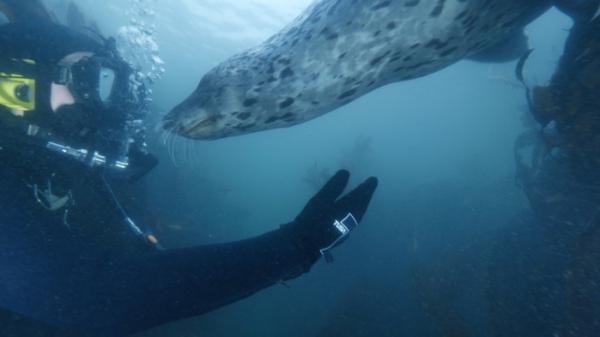 ▲'와일드맵2' 점박이 물범(사진제공=KBS 1TV)