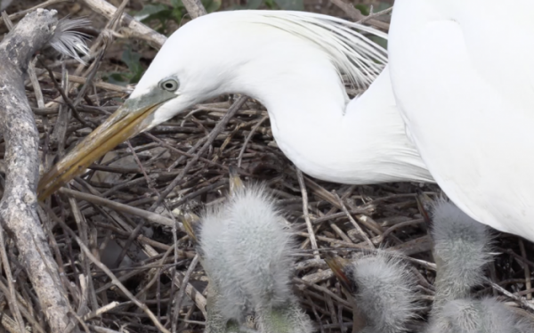 ▲'와일드맵2' 노랑부리백로(사진제공=KBS 1TV)