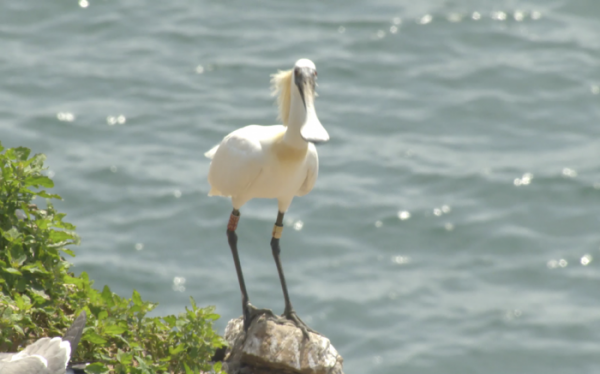 ▲'와일드맵2' 저어새(사진제공=KBS 1TV)