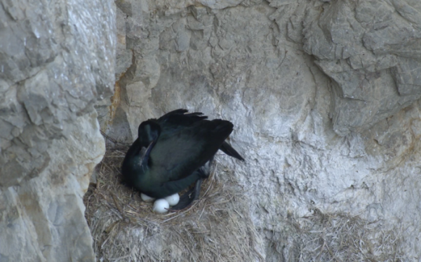 ▲'와일드맵2' 쇠가마우지(사진제공=KBS 1TV)