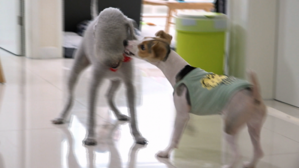 ▲'세상에 나쁜 개는 없다' 잭 러셀 테리어 모모(사진제공=EBS1)
