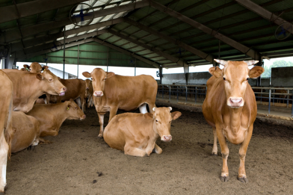 ▲축산업은 육류 생산 과정에서 많은 이산화탄소를 배출한다. (게티이미지뱅크)