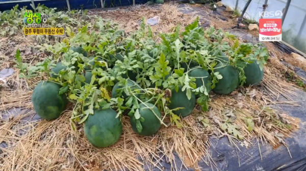 ▲무등산 수박(사진제공=KBS2)