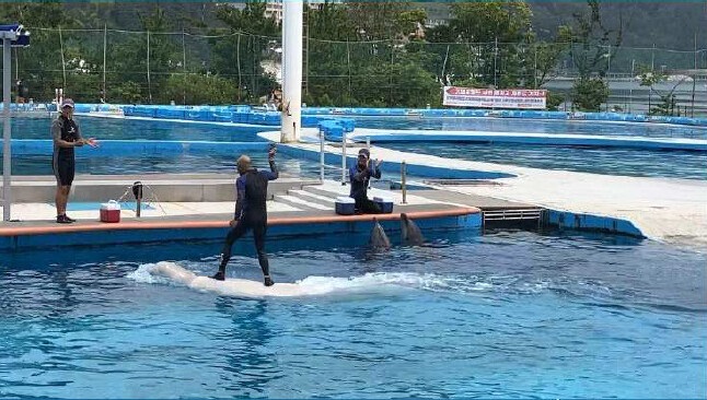 ▲국내 한 수족관에서 벨루가(흰고래)를 밟고 올라탄 조련사. (사진제공=핫핑크돌핀스)