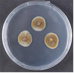 ▲바이오플라스틱을 분해하는 '푸시콜라 아세틸레리아'(Fusicolla acetilerea) 균주 모습. (자료제공=환경부)