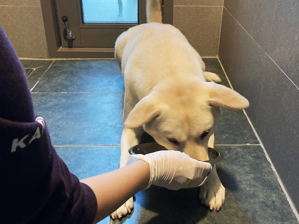 ▲SNS 캠페인으로 유기동물 사료 400㎏ 기부 (사진제공=LG유플러스)