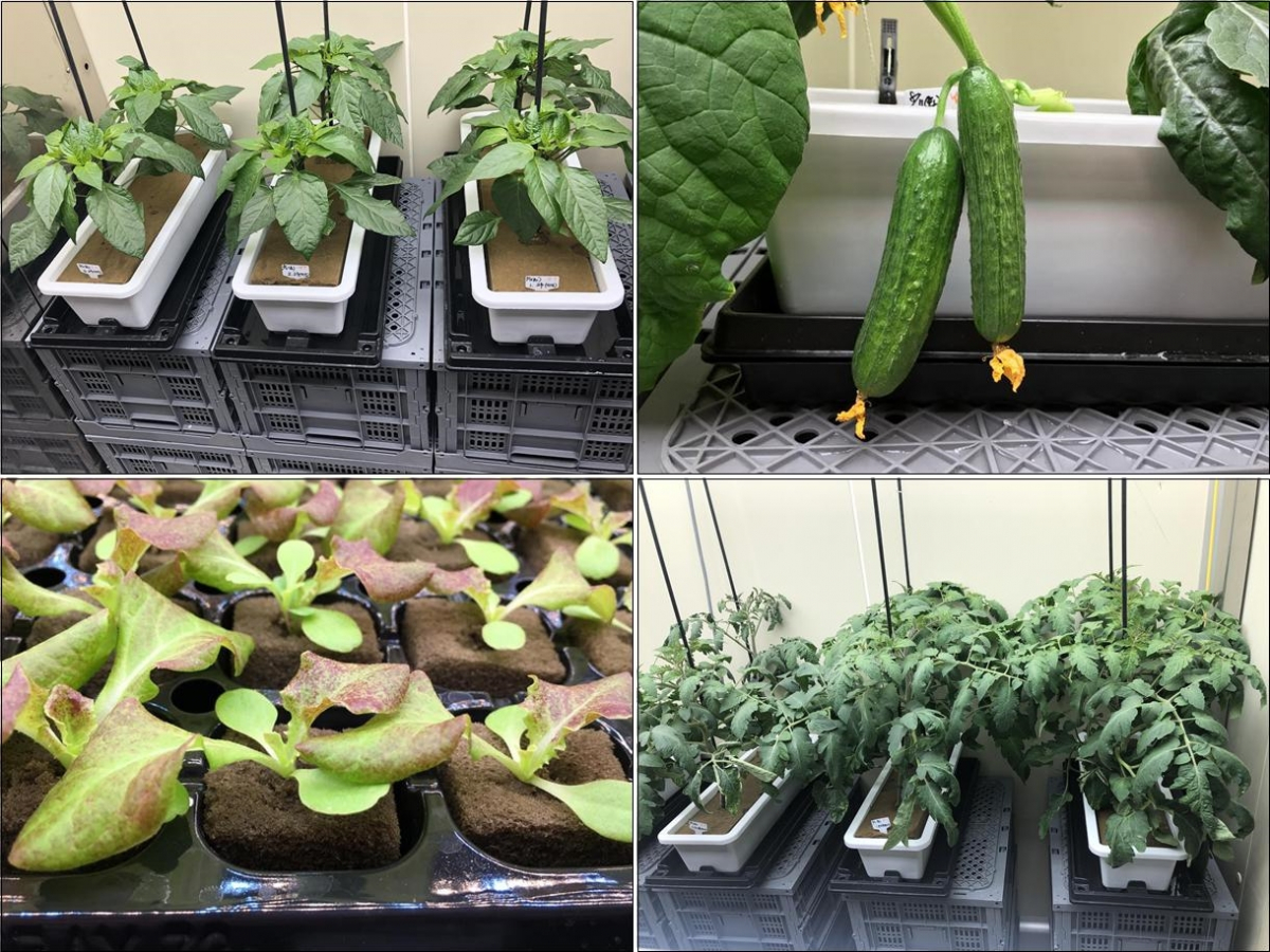 ▲농촌진흥청이 남극 세종기지로 '식물공장'을 보내기 위해 진행한 예비 시험 과정.  (사진제공=농촌진흥청)